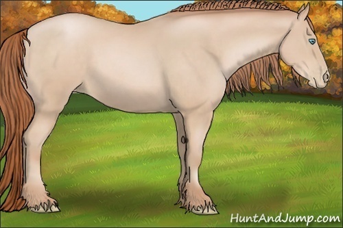 Horse Color:Buckskin Pearl