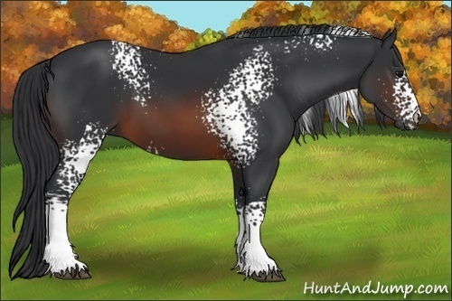 Horse Color:White Spotted Brown 