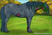 Horse Color:ERROR: UNKNOWN ANOMALY