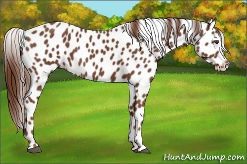 Horse Color:Chestnut Appaloosa 
