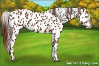 Horse Color:Chestnut Appaloosa 