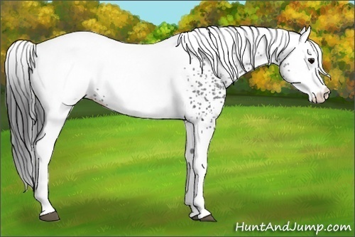 Horse Color:White Spotted Black Appaloosa Rabicano 