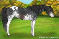 Horse Color:White Spotted Brown Appaloosa 