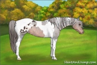 Horse Color:Brown Tobiano Blanket 