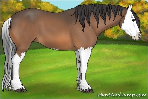 Horse Color:Buckskin Splash 