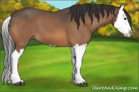 Horse Color:Buckskin Splash 