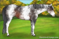 Horse Color:White Spotted Brown 