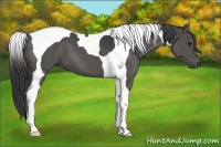 Horse Color:Black Tobiano