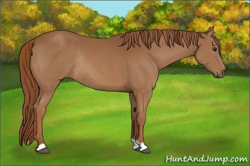 Horse Color:Chestnut Rabicano 