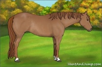 Horse Color:Chestnut Rabicano
