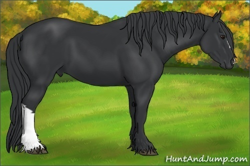 Horse Color:Black Chinchilla 
