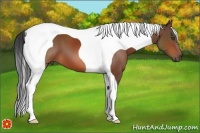 Horse Color:Bay Tobiano 