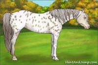 Horse Color:Sable Champagne Appaloosa 