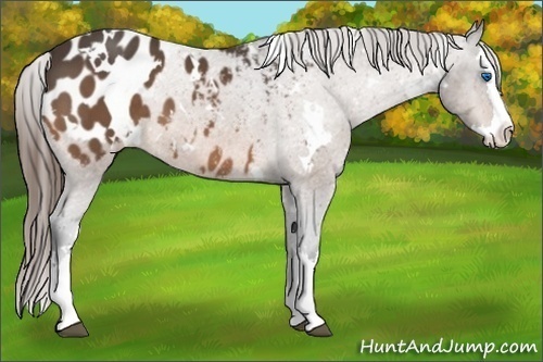 Horse Color:White Spotted Buckskin Sabino Splash Appaloosa 