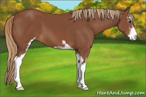 Horse Color:Chestnut Sabino