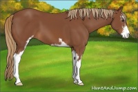 Horse Color:Chestnut Sabino