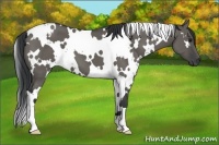 Horse Color:White Spotted Grullo