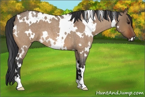 Horse Color:White Spotted Bay Roan Dun