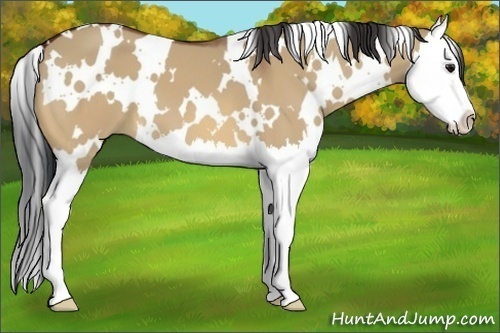 Horse Color:White Spotted Bay Dun Splash