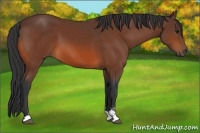 Horse Color:Bay Sabino