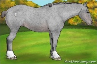 Horse Color:Brown Appaloosa Rabicano 
