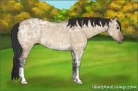 Horse Color:Bay Ice Dun Rabicano 