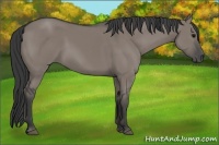 Horse Color:Grullo Sabino