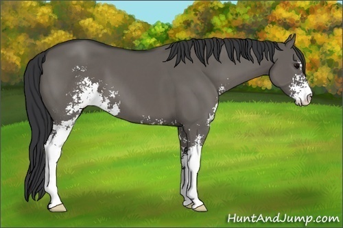 Horse Color:Grullo Sabino 