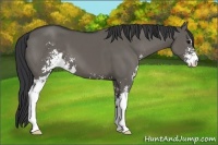 Horse Color:Grullo Sabino 