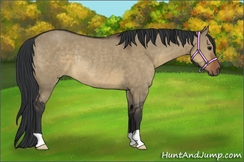 Horse Color:Brown Dun Rabicano 