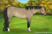 Horse Color:Brown Dun Rabicano