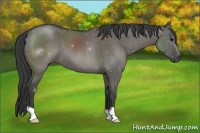 Horse Color:Grullo