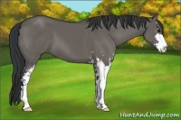 Horse Color:Grullo Sabino