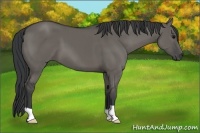 Horse Color:Grullo 