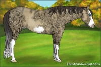 Horse Color:Amber Cream Champagne Ice Dun Splash Frame Rabicano