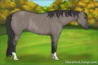 Horse Color:Grullo Rabicano 