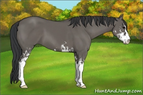 Horse Color:Grullo Sabino 