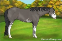 Horse Color:Grullo Sabino