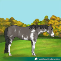 Horse Color:Grullo Sabino