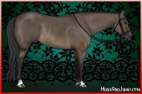 Horse Color:Brown Dun Rabicano 