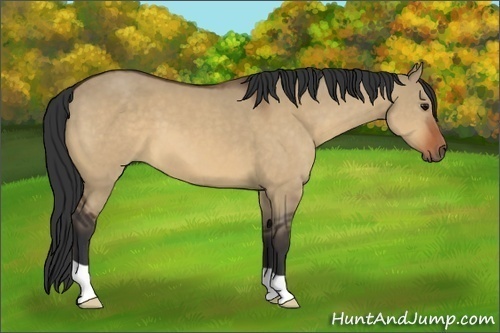 Horse Color:Bay Dun