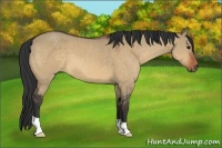 Horse Color:Bay Dun