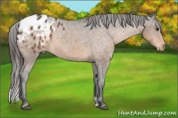 Horse Color:Buckskin Appaloosa