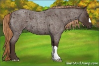 Horse Color:Liver Red Roan 