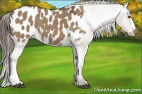 Horse Color:Liver Red Dun Appaloosa 