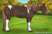 Horse Color:Liver Chestnut Sabino Tobiano 