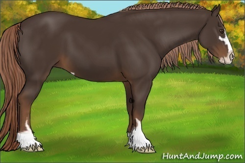 Horse Color:Liver Chestnut Sabino