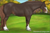 Horse Color:Liver Chestnut Sabino 