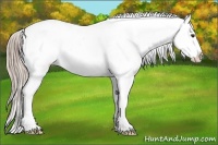 Horse Color:Chocolate Palomino Appaloosa 
