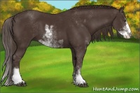 Horse Color:Liver Chestnut Sabino